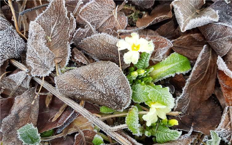 Zartgelbe Primeln als erste Frühlingsboten.Fotos: privat