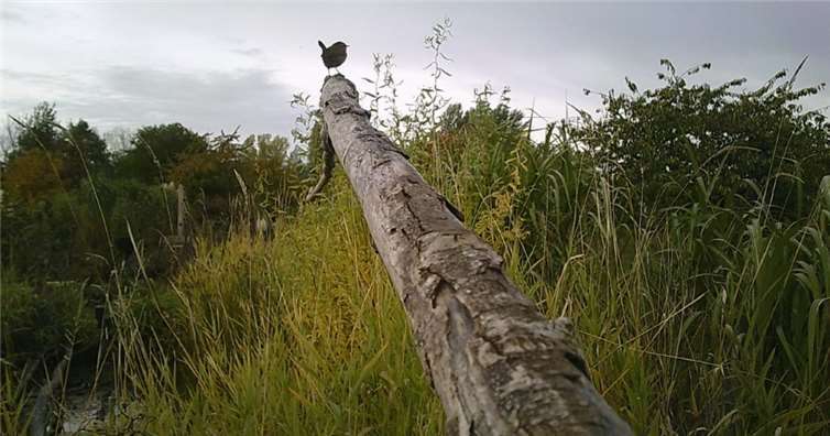 Zaunkönig im Naturschutzgarten Niederwerth. Foto: Stefan Krumme