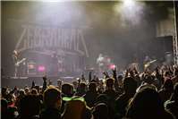 Zebrahead