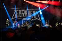 Zebrahead