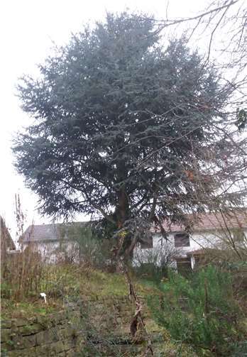 Zeder vor der Fällung. 