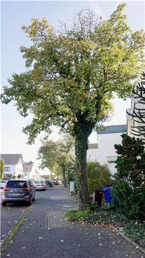 Zehn Mehlbeerbäume auf der Karthause sind durch Pilzbefall stark geschwächt und müssen gefällt werden. Ein Baum ist bereits abgestorben.Foto: Stadt Koblenz / Verena Groß