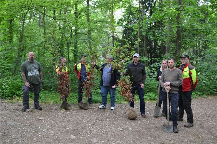 Zehn Rotbuchen als Baum des Jahres 2022 haben die Baumexperten des Eigenbetriebs Grünflächen- und Bestattungswesen im Vogelschutzpark auf der Karthause gepflanzt. Foto: Stadt Koblenz / Groß