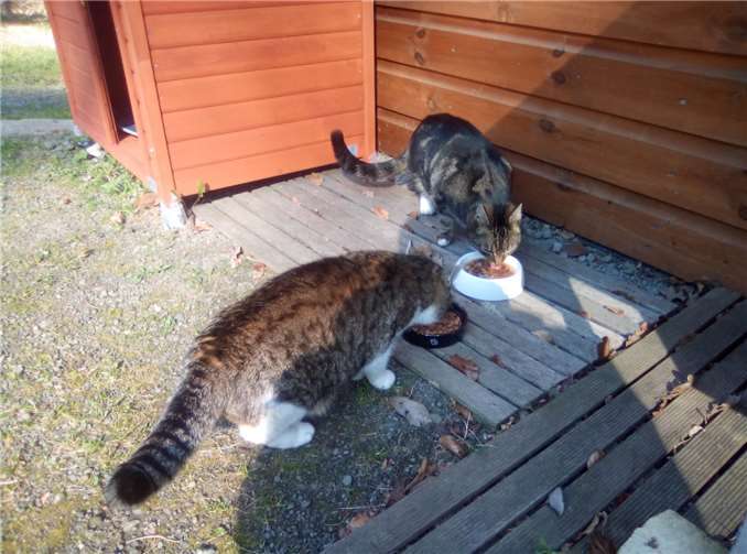 Zehn kastrierte und ausgewilderte Katzen suchen eine neue Bleibe. Foto: privat