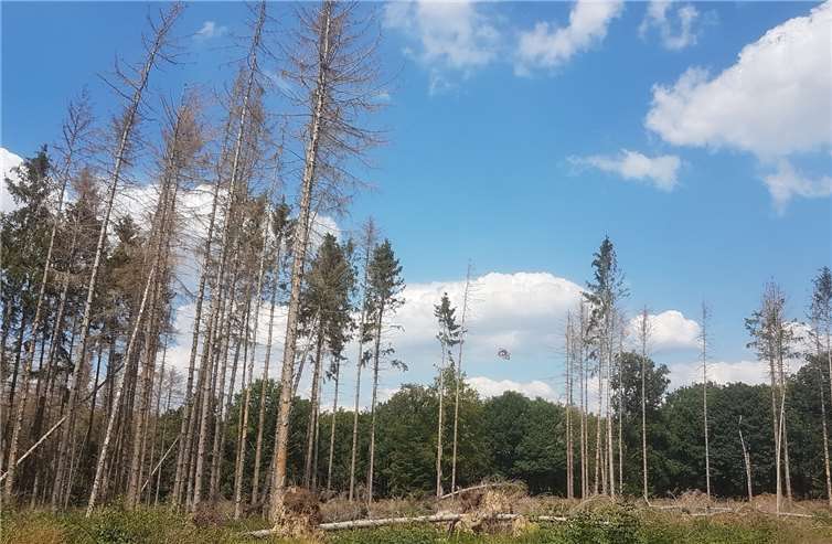 Zerstörte Waldfläche bei Neukirchen.Foto: UWG Rheinbach