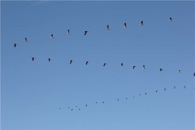 Ziehende Kraniche. Foto: SGD Nord