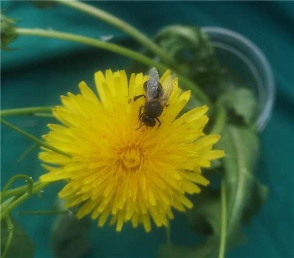 Ziel war es, die Bedeutung der Bienen im Naturhaushalt besser zu verstehen, ökologische Zusammenhänge zu erfassen und diese in der nachhaltigen Bildungsarbeit zu nutzen.