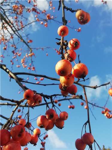 Zieräpfel erfreuen im Frühjahr mit ihrer Blüte, bieten eine schöne Herbstfärbung und im Winter sind die lang haftenden Früchte für Vögel eine Delikatesse. Als kleinkroniger, robuster Blütenbaum passt er auch in viele Haus- und Vorgärten. Verwendet wurde die Art auf öffentlichen Flächen in Weitersburg (Ringstraße, Alter Friedhof), Urbar (Friedhof) und auch in der Stadt Vallendar.
