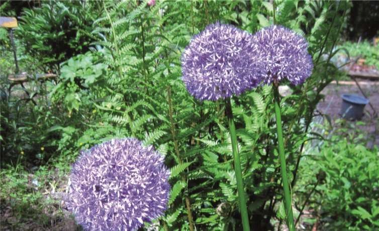 Zierschnittlauch ist häufig im Garten vorzufinden.privat