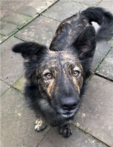 Zita mag die Nähe zu Menschen. Foto: Tierheim u. Tierschutzverein Kreis Ahrweiler e.V.