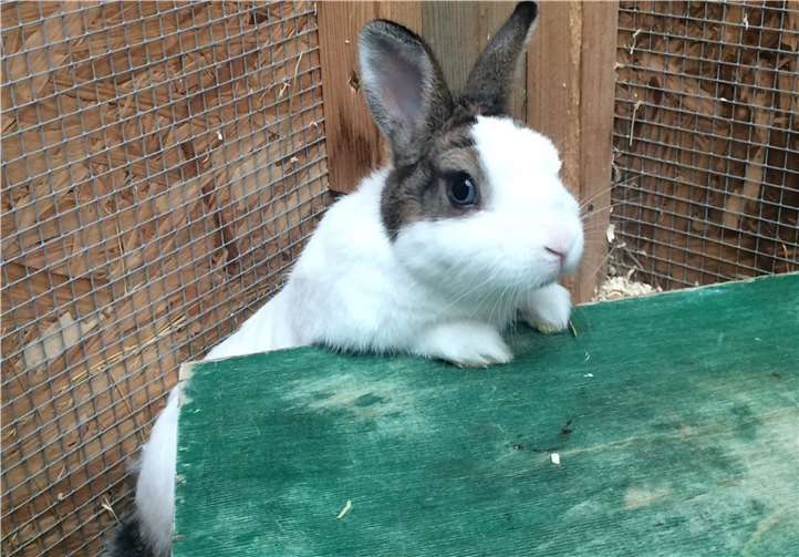 Zlatko wünscht sich ein neues Zuhause mit einem schönen Gehege. Foto: Tierheim und Tierschutzverein Kreis Ahrweiler e. V.