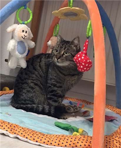 Zoe Foto: Katzenschutzfreunde Rhein-Ahr-Eifel e.V.