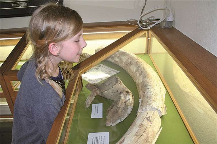 Zoe interessiert sich besonders für die vor- und frühgeschichtliche Abteilung und findet den Mammutzahn einfach nur toll.