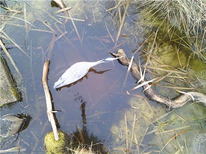 Zu den Fressfeinden des Mauswiesels gehört der Graureiher. Diese Aufnahme zeigt ihn aus der Vogelperspektive. „Der soll bitte lieber Wühlmäuse jagen.“