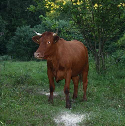 Zu den Weideflächen des „Roten Höhenviehs“ führt die Naturexkursion.privat