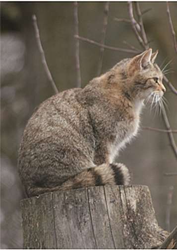 Zu einem Vortrag zum Thema „Europäische Wildkatze im Westerwald“ wird eingeladen. privat