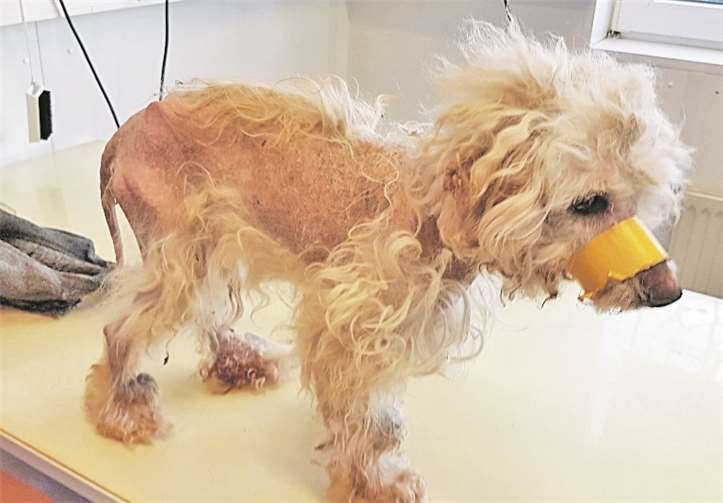 Zu einem ihrer schrecklichsten Fälle zählte bislang dieser kleine Hund, den die Tierärztin verwahrlost und mit gebrochenem und zugeklebtem Kiefer in einem Keller aufgefunden hat.