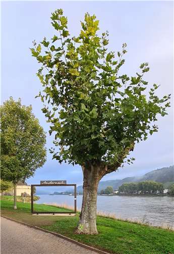 Zu fällende Platane am Rhein.