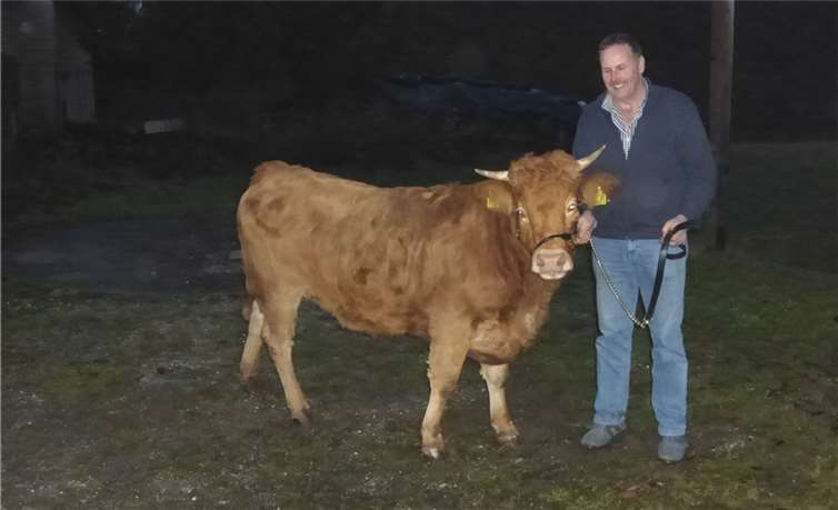 Züchter wie Werner Müller sorgen dafür, dass sich der Bestand an gefährdeten Glanrindern erholt hat. Kreisverwaltung Ahrweiler