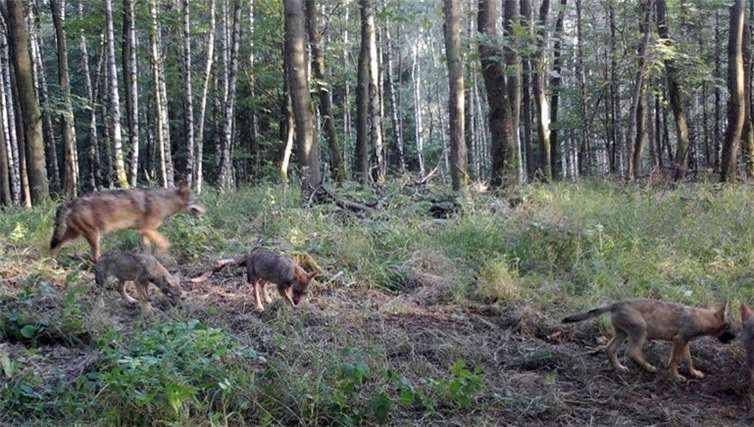 Zufällig lief die Wolfsfähe mit ihren Jungen direkt an einer Kamera vorbei.Foto: Wildkamera Quelle: Umweltministerium RP