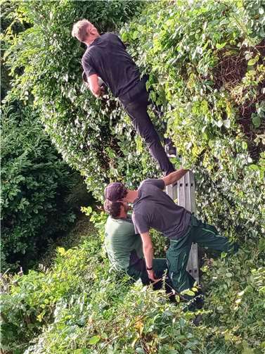 Lebenshilfe-Aktion hilft im Ahrtal Zugewucherte Hecken wurden durch Mitarbeiter der Lebenshilfe Haus und Garten gGmbH an der Ahr wieder in Form gebracht. Fotos: privat