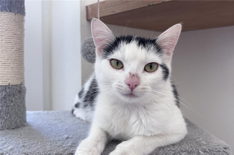 Zuhause gesucht