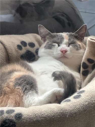 Zuki (Bad Hönningen). Kommt ursprünglich aus Russland. 