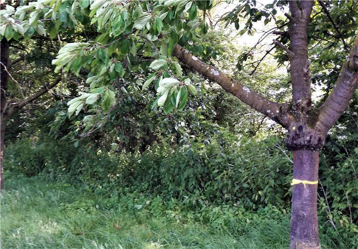 Zukünftig sind mit gelben Schleifen gekennzeichnete Bäume ein Zeichen für Besucher, sich in Maßen an den Früchten zu bedienen.Fotos: privat
