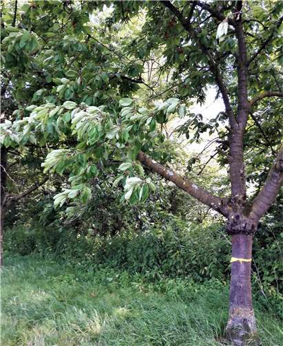 Zukünftig sind mit gelben Schleifen gekennzeichnete Bäume ein Zeichen für Besucher, sich in Maßen (!) an den Früchten zu bedienen.Foto: VG Vallendar