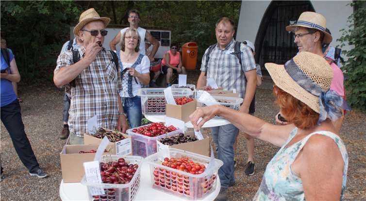 Zum Abschluss der Wanderung konntendie Teilnehmer 12 verschiedene Kirschsorten verkosten.