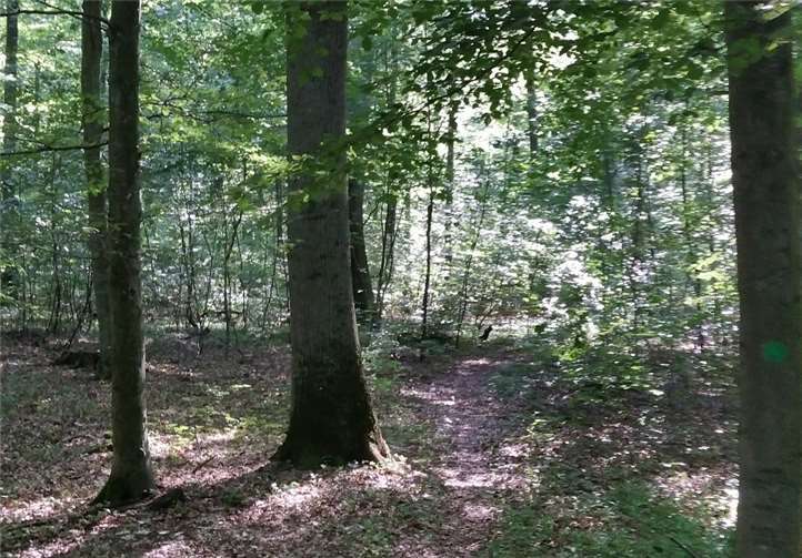 Zum Auftakt der Demografie-Woche wird „Waldbaden im Westerwald“ angeboten – ein ganz besonderer Herbstspaziergang.Foto: privat