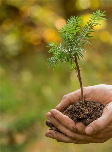 Zum Internationalen Tag der Wälder werden im Masburger Wald Mischbaumarten wie z. B. die Tanne gepflanzt.Foto: Landesforsten RLP /Jonathan Fieber