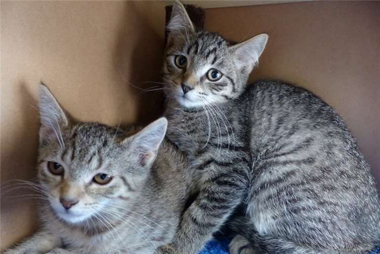 Zum Schutz vor Zecken und anderen Parasiten greifen viele Tierhalter auf Arzneimittel mit dem Wirkstoff Permethrin zurück. Doch während Hunde die Mittel gut vertragen, können bei Katzen schwere Vergiftungserscheinungen, bis hin zum Tod auftreten.Foto: privat