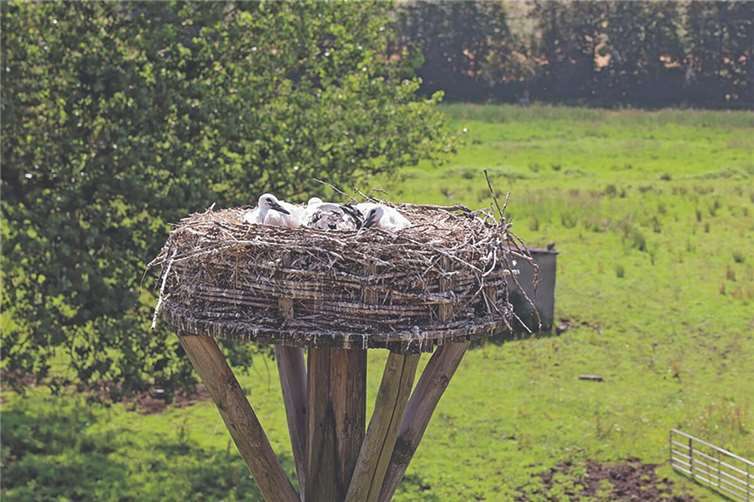 Zum zweiten Mal gibt es Storchennachwuchs in den Thürer Wiesen. Im Landkreis Mayen-Koblenz sind in diesem Frühjahr alle drei Plattformen von Weißstorchpaaren besetzt. Foto: Stiftung für Natur und Umwelt im Landkreis Mayen-Koblenz/Jörg Hilgers