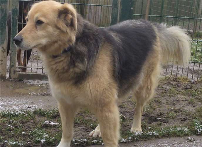 Zum zweiten Mal in ihrem Leben ist Lia im Tierheim gestrandet und sucht nun nach einer liebevollen Familie. Tierheim u. Tierschutzverein Kreis Ahrweiler e. V.