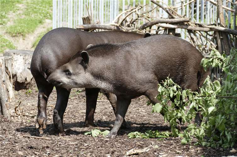 Zunächst verlief die erste gemeinsame Begegnung friedlich.Fotos: L. Romeike