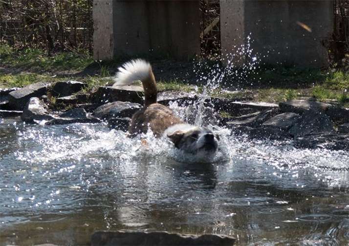 Zur Abkühlung bei sommerlichen Temperaturen kann der Hundebadeteich genutzt werden.privat