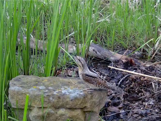 „Hier fliegen nur so die Fetzen“  Zur Feindabschreckung macht er schon mal „einen auf Schlange“: der Wendehals im Naturschutzgarten.