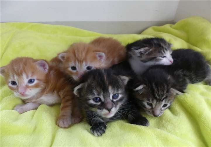 Zur Zeit leben 19 Kitten im Andernacher TierheimFoto: privat