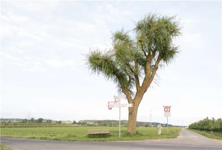 Zur allgemeinen Freude hat der Baum reichlich neue Triebe gebildet und grünt beachtlich.