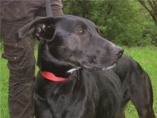 Zurück im Remagener Tierheim: Hündin Lola.privat