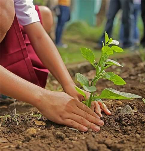 Zusammen die Zukunft pflanzen. Ende Januar findet die erste Baumpflanzaktion in Wachtberg statt. Allerdings sind die Setzlinge schon 1,20 – 1,50 m groß.