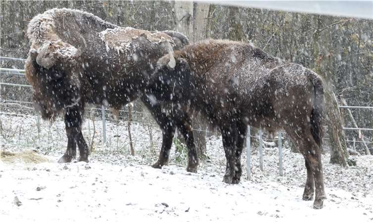 Zusammenführung von Ikost und Homer.  Fotos: Zoo Neuwied