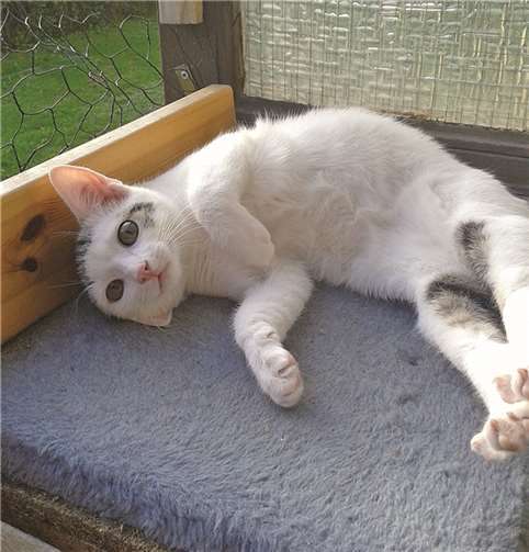 Zwar wurde Tapsi mit einem Herzfehler geboren, dennoch tobt und spielt sie mit den anderen Katzen als wäre sie kerngesund. Privat