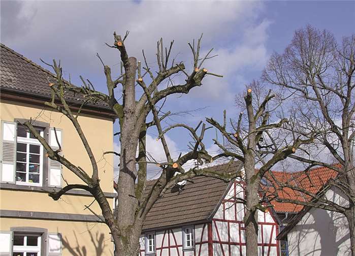 Zwei Bäume, die unsachgemäß geschnitten wurden. Rechts ist eine noch verschonte Linde zu sehen. privat