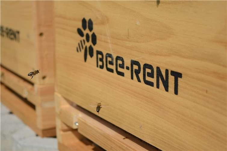 •Zwei Bienen im Anflug beim Erkunden der neuen Umgebung.