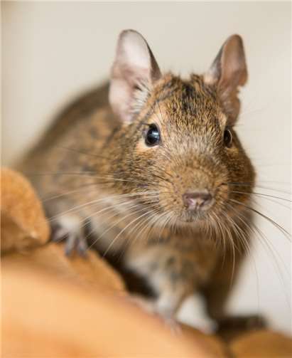 Zwei Degus warten im Tierheim auf ihren neuen Besitzer. Foto: Tierheim Andernach