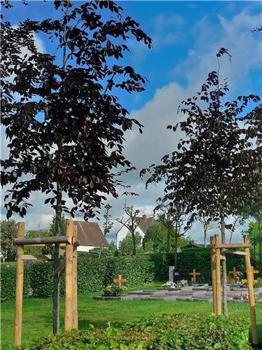 Zwei Rotbuchen sorgen für zahlreiches zusätzliches Blattgrün.