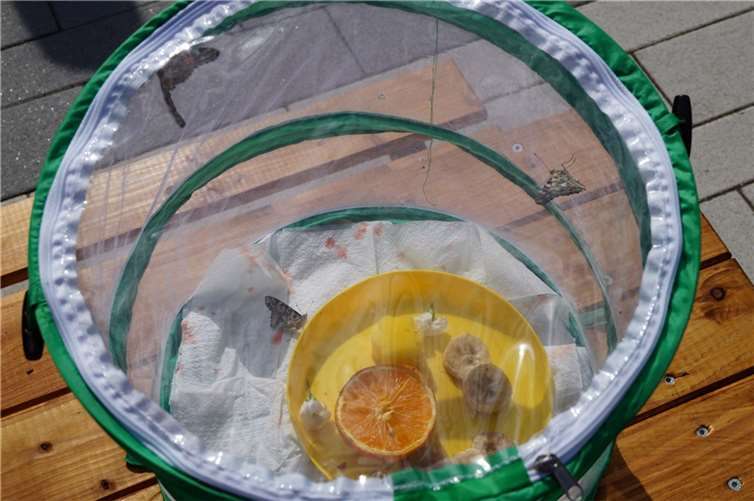 Zwei Tage wurden die Schmetterlinge mit überreifen kleingeschnittenen Bananen, aufgeschnittenen Apfelsinen sowie mit Fruchtzucker von den Kindern versorgt.