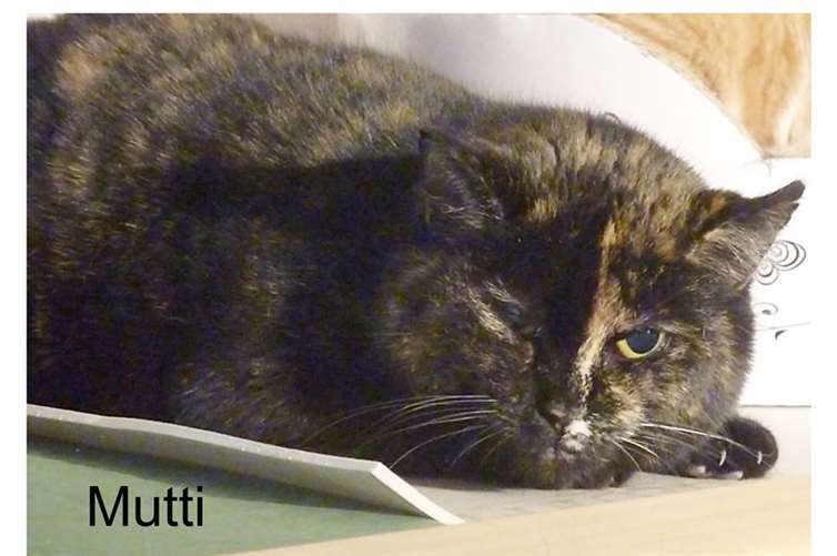 Zwei ältere Tiere suchen eine Bleibe.Tierheim u. Tierschutzverein Kreis Ahrweiler e.V.